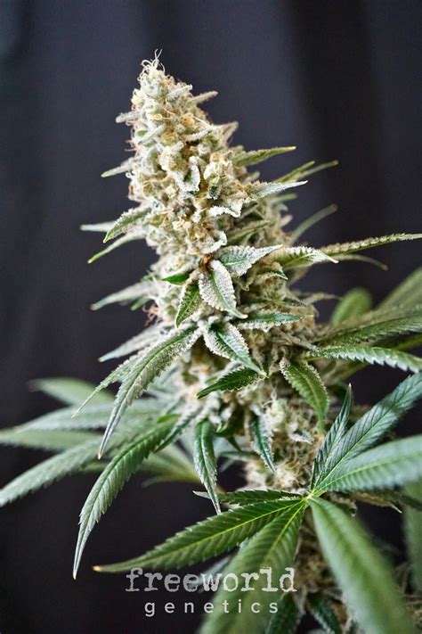 It may taste fruity, spicy, earthy, sour, piney. . Starfire cream strain review